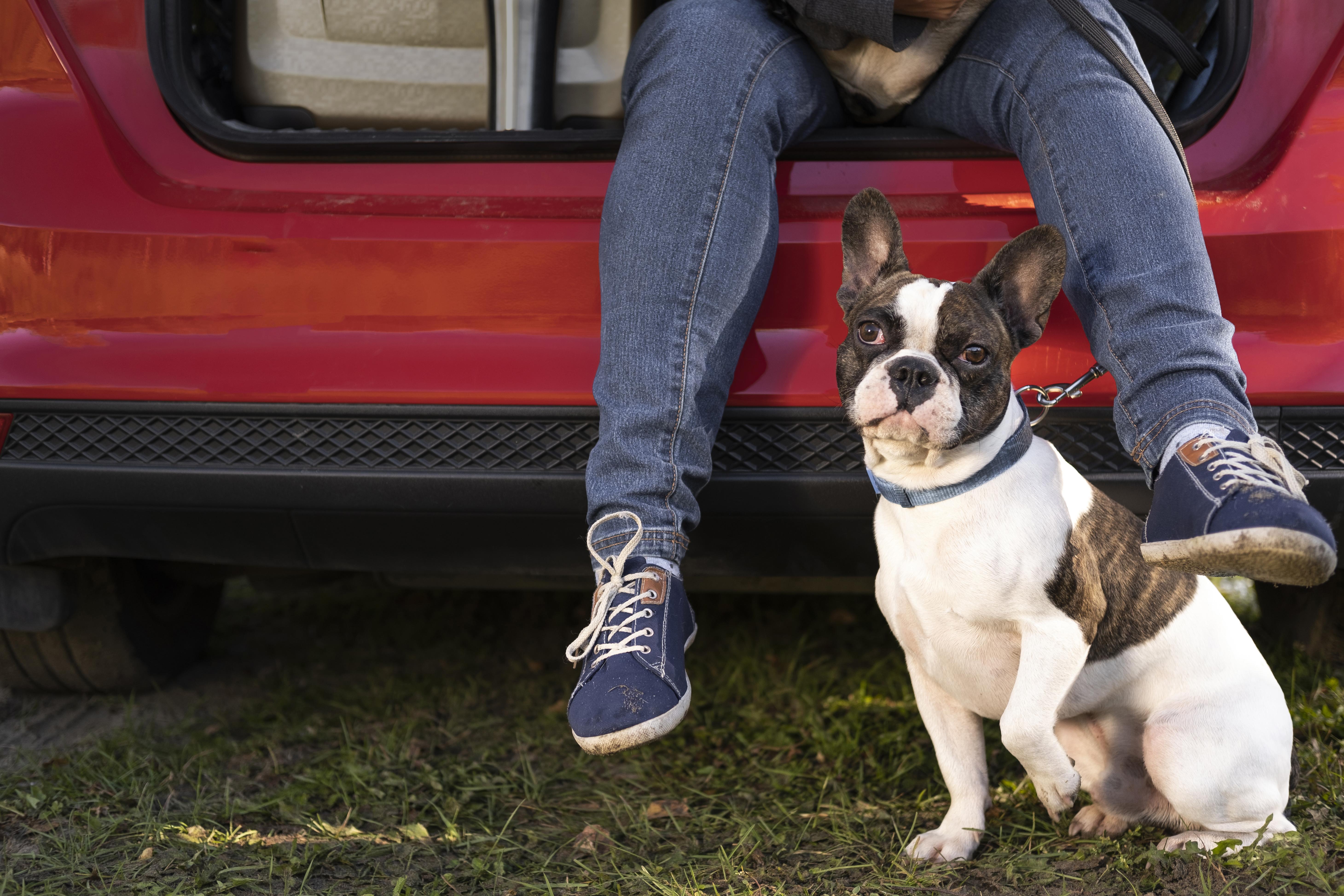 Traveling with your pet dog