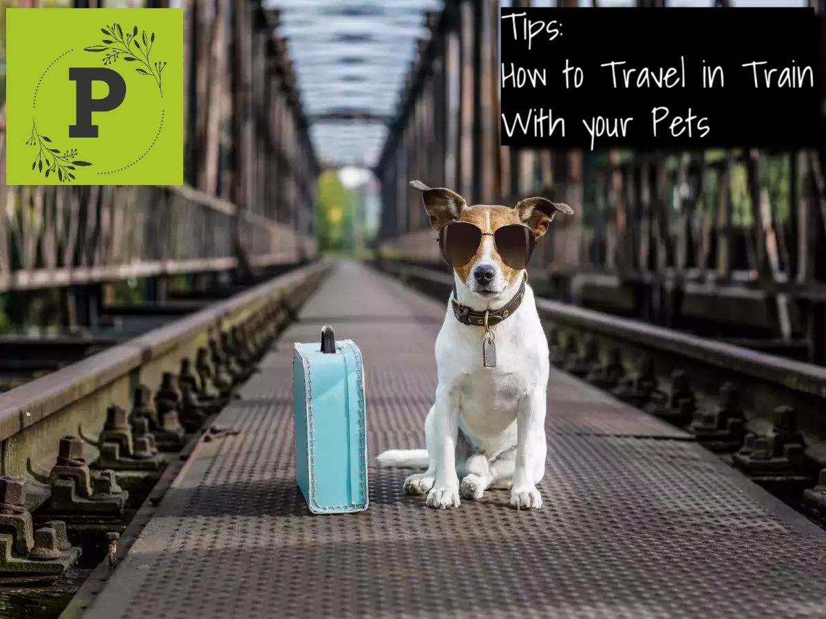 Traveling with Your Pet from Howrah