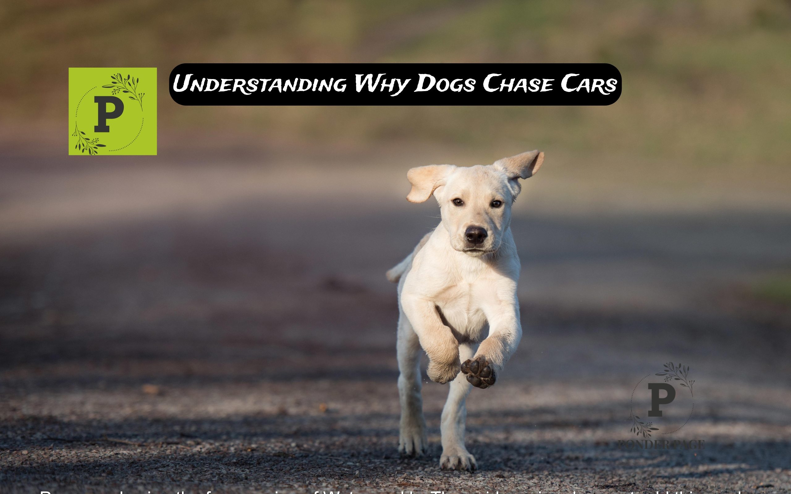 Understanding Why Dogs Chase Cars
